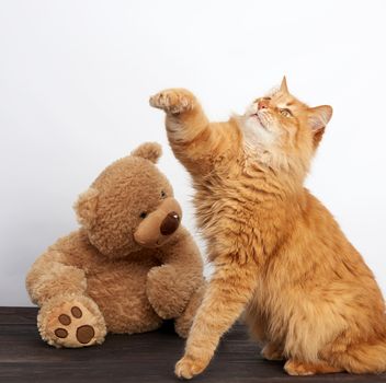 adult ginger cat and big teddy bear on a white background, close up
