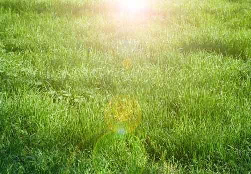 growing tall green grass,  spring day, top view