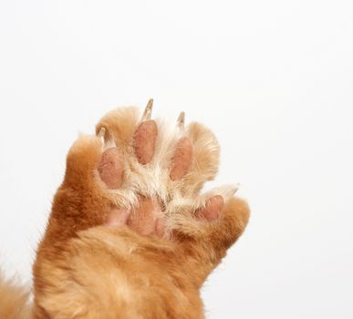 paw of a red cat with claws on a white background, close up