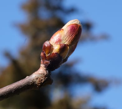 unblown maple bud with green leaves, macro