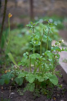 growing arugula bush with green leaves and white flowers in the garden, close up