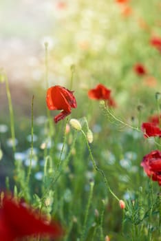 blooming red poppy in the field in the spring afternoon, soft focus