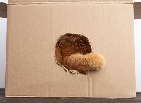 red adult cat put his paw into a round hole in a brown cardboard box, cute playful animal