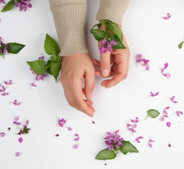 female hands and pink small flowers on a white  background, fashionable concept for hand skin care, anti-aging care, spa treatments