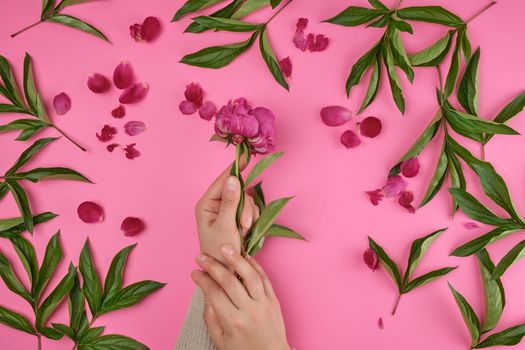 two hands of a young girl with smooth skin and a  red peony on a pink background, top view, flat lay