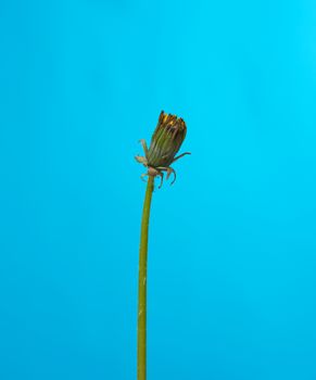 unblown bud of a yellow dandelion on a blue background, close up