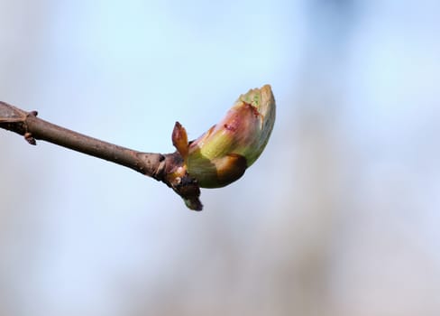 unblown maple bud with green leaves, macro