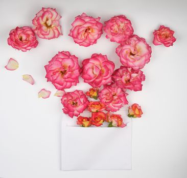 blooming buds of pink roses and white envelope on white background, top view