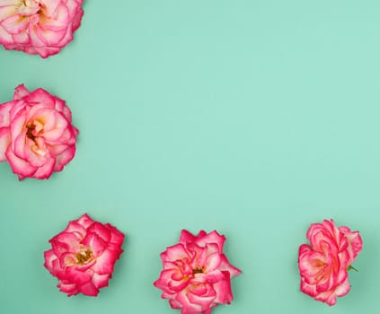 blooming buds of pink roses on a green background, copy space, flat lay, holiday background 