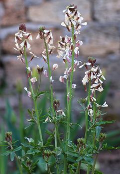 growing arugula bush with green leaves and white flowers in the garden, close up