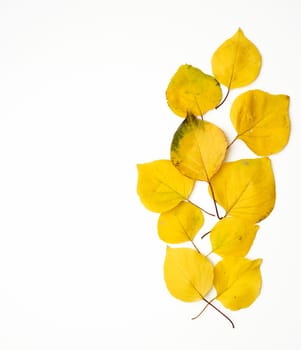 many yellowed dry apricot leaves, white background, autumn backdrop, copy space