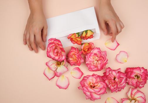two female hands are holding a white paper envelope in the middle of blooming rose buds on a beige background, top view