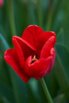 field of red blossoming tulips on a sunny day,  close up