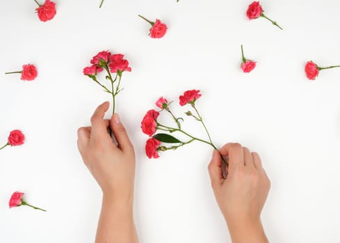 two female hands with smooth skin, white background with pink rosebuds, fashionable skin care concept