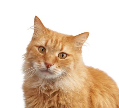 portrait of an adult ginger cat on a white background, animal is looking at the camera