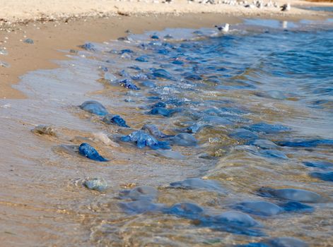dead and living jellyfish on the Black Sea shore on a summer day, Ukraine village of Iron Port