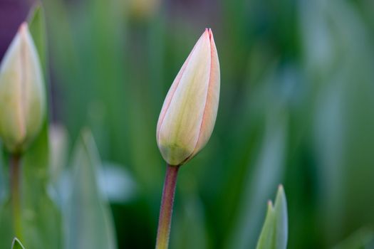 unblown tulip bud in the garden, close up