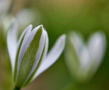 white flowers Ornithogalum, close up, first spring flowers in the garden
