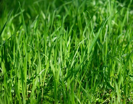 tall green growing grass in the park on a summer spring day sways in the wind, shooting from below