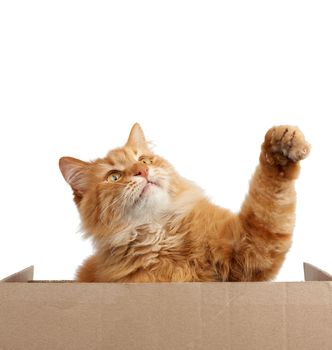 adult red fluffy cat sits behind a brown cardboard, animal raised its paw out and looks up against a white background, copy space