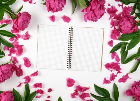 open blank notebook with white sheets and blooming red peonies with green leaves, top view, white background