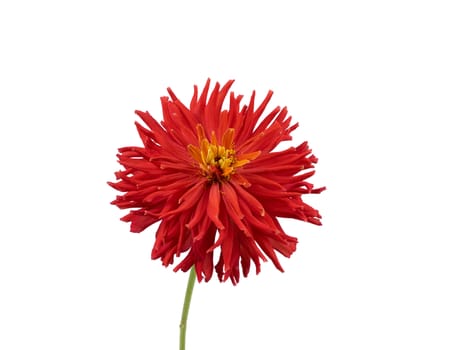 red blooming zinnia bud isolated on white background, close up
