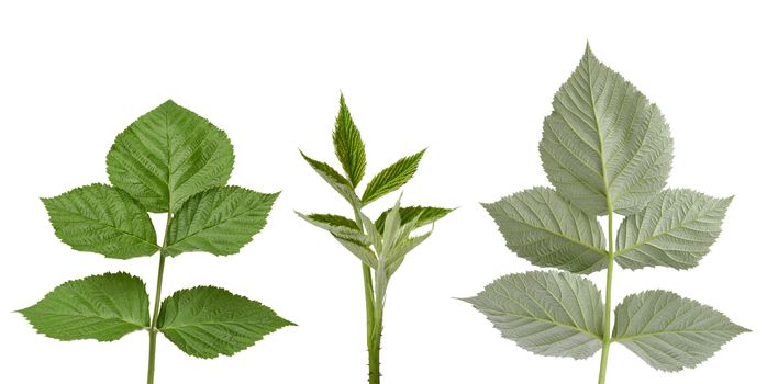 various branches and green raspberry leaves isolated on a white background, close up