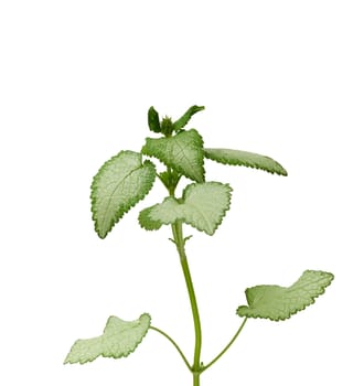 green leaves Lamium maculatum spotted or Deadnettle isolated on white background, close up