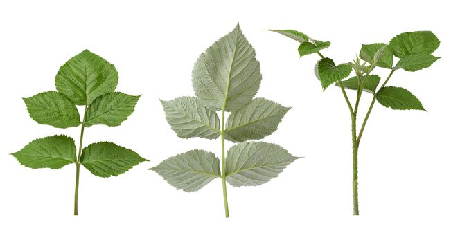 various branches and green raspberry leaves isolated on a white background, close up