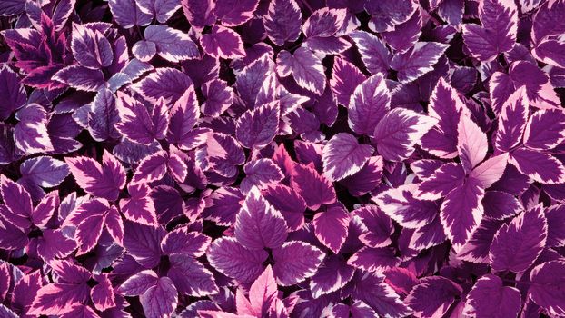 growing bushes with leaves Aegopodium podagraria in the garden, top view, purple tinting