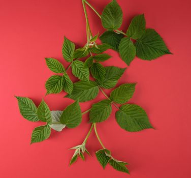 fresh green leaves of raspberry on a red background, top view