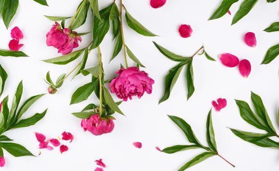 pink blooming peonies with green leaves, petals on a white background, top view
