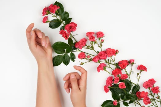 two female hands with smooth skin, white background with pink rosebuds, fashionable skin care concept