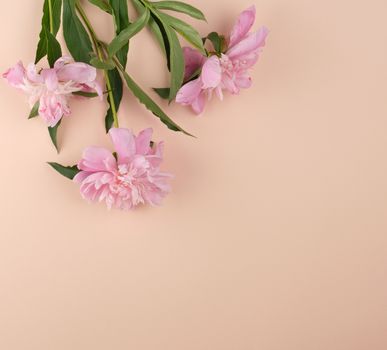 blooming pink peony buds on a peach background, empty space in the middle, top view