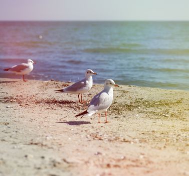 flock of white gulls flies on the Black Sea shore on a summer day, village of Iron Port, Ukraine