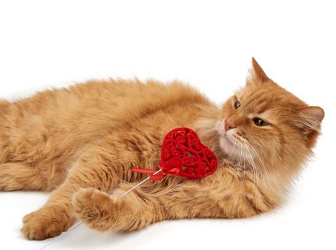 adult red-haired domestic cat lies on a white background and holds a red heart in its paws, cute face