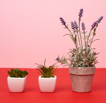 gray ceramic pot with a growing bush of lavender and two ceramic pots with plants on a red background, close up