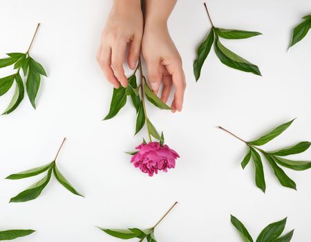 two hands of a young girl with smooth skin and a bouquet of red peonies on a white background, top view, flat lay