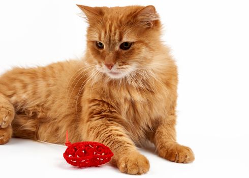 adult ginger domestic cat lies on a white background, near a red heart, cute face looks sideways
