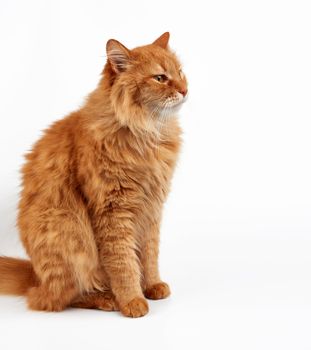 adult ginger domestic cat sits sideways on a white background, the animal has a serious face