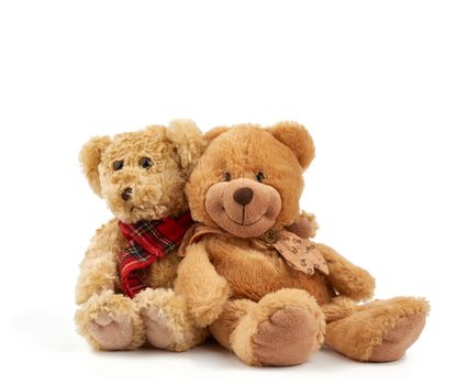 two cute curly brown teddy bears, concept of support and friendship, toys isolated on white background