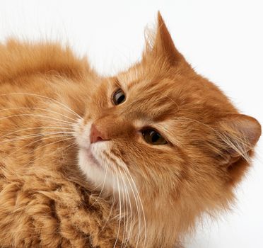 muzzle adult large fluffy red ginger domestic cat sits sideways on a white background, animal looks away