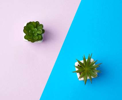 white ceramic pot with plant on a blue purple background, copy space, top view