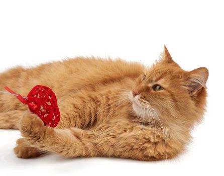 adult red-haired domestic cat lies on a white background and holds a red heart in its paws, cute face