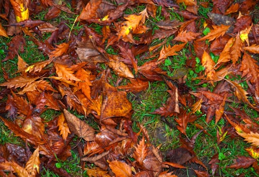 Autumn leaves on the grass