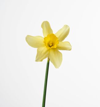 blooming yellow daffodil bud on white background, spring flower