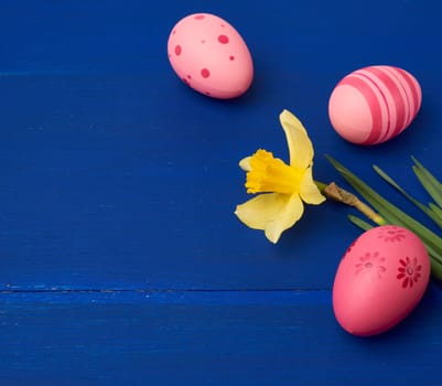yellow blooming daffodil and easter pink eggs on blue wooden background, holiday backdrop