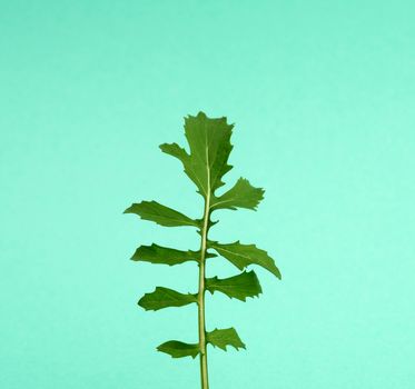 young leaf of green growing arugula on a light green background, close up