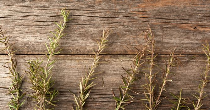 fresh green sprigs of rosemary tied with a brown rope and lie on a gray wooden table from old boards, top view, aromatic spice
