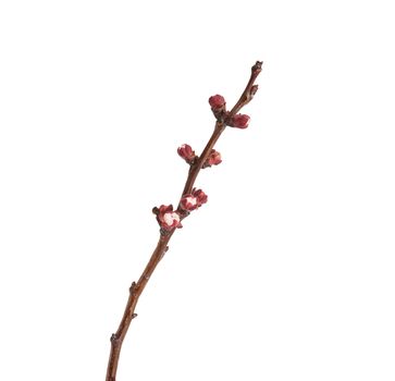 apricot tree branch with unblown flower buds isolated on white background, close up